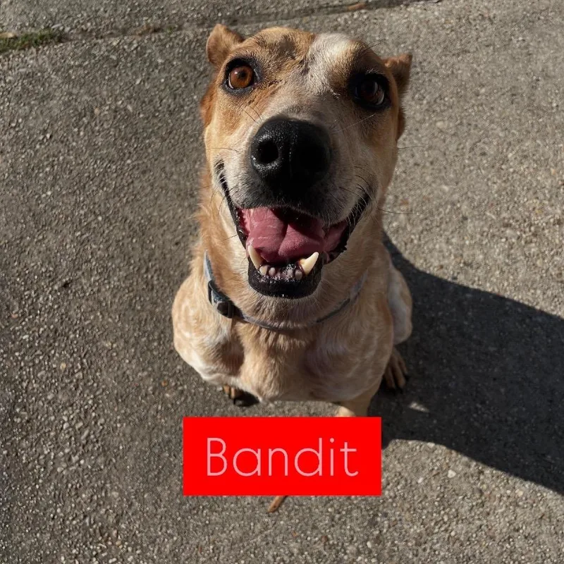 Bandit thumbnail 4