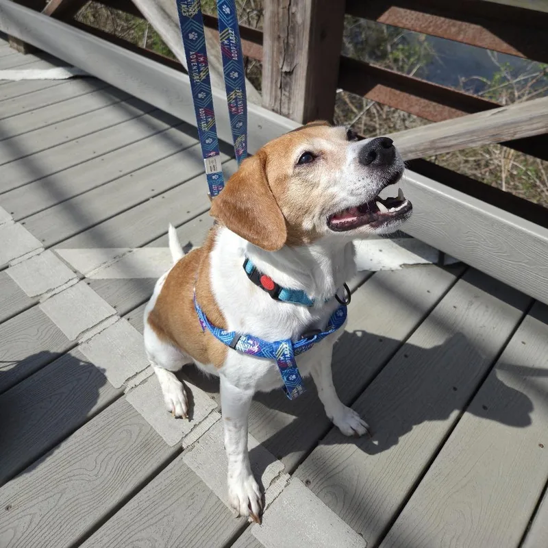 A senior medium-sized male Yellow / Tan / Blond / Fawn Mixed Breed dog named Suga for adoption in Fredericksburg, VA