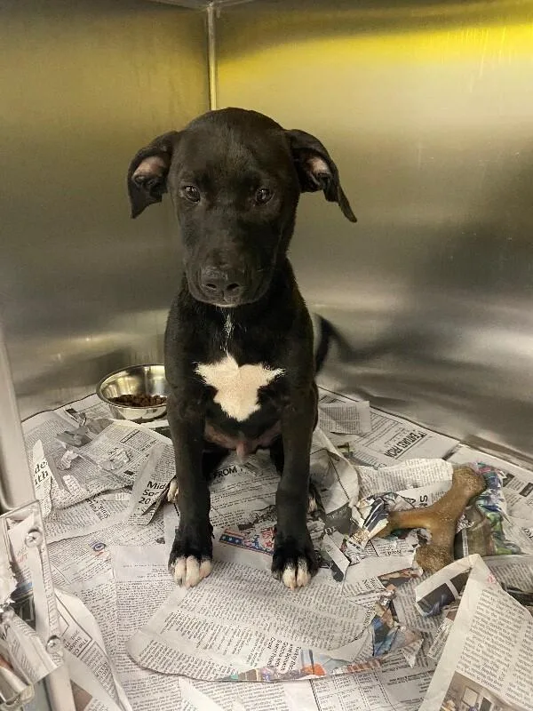 A young medium-sized male Black Mixed Breed dog named Whopper for adoption in Jackson, TN