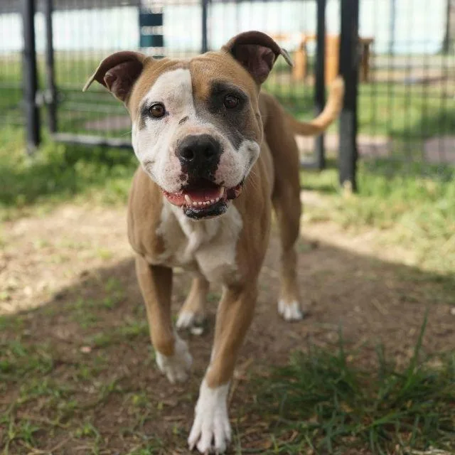 A young medium-sized male American Staffordshire Terrier dog named Rex for adoption in San Antonio, TX