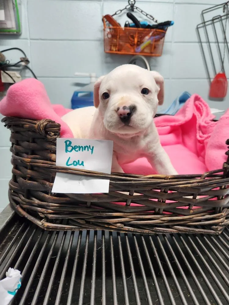 A young small-sized male White / Cream American Staffordshire Terrier dog named Benny Lou A for adoption in Silsbee, TX