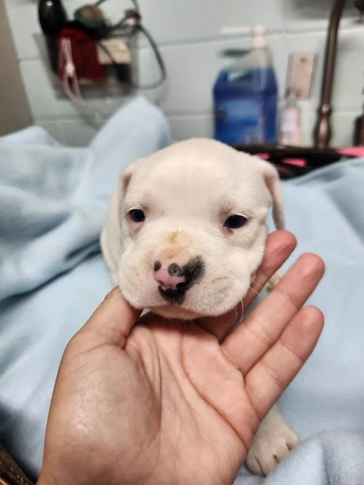 Benny Lou A thumbnail 2