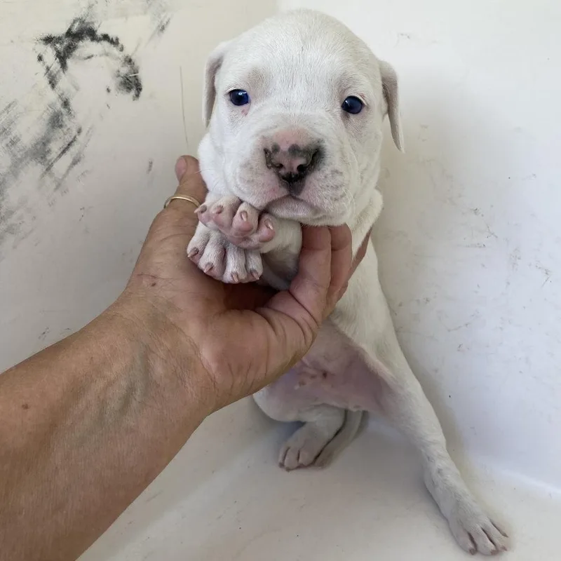 Benny Lou A thumbnail 3