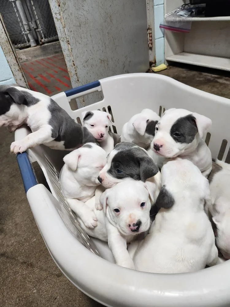 Benny Lou A thumbnail 4