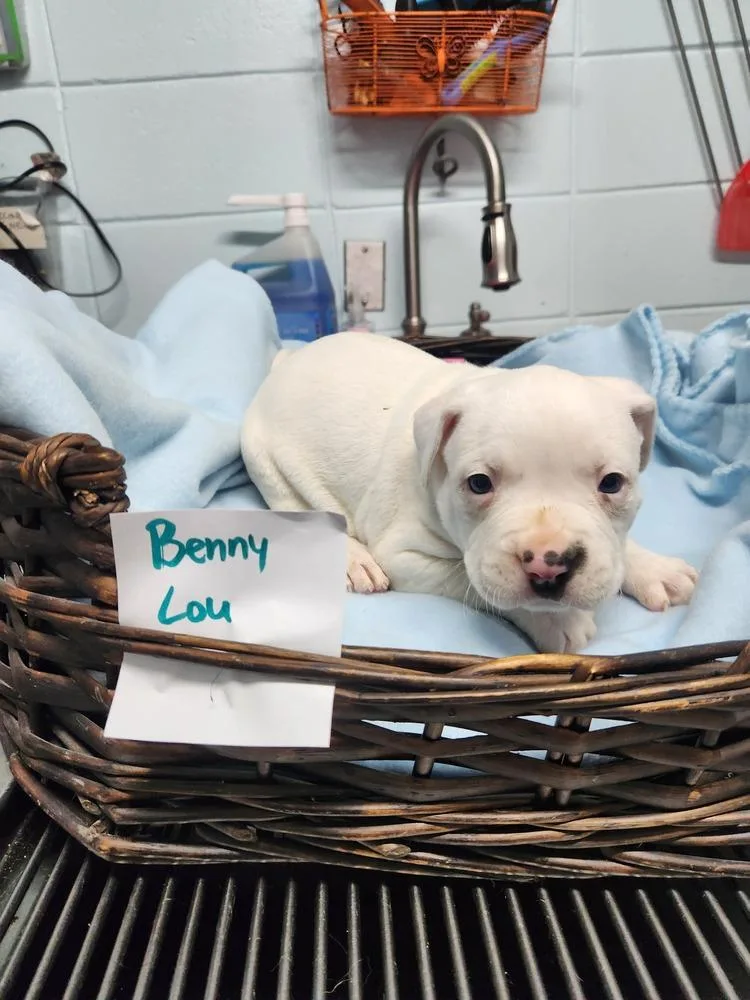 Benny Lou A thumbnail 5