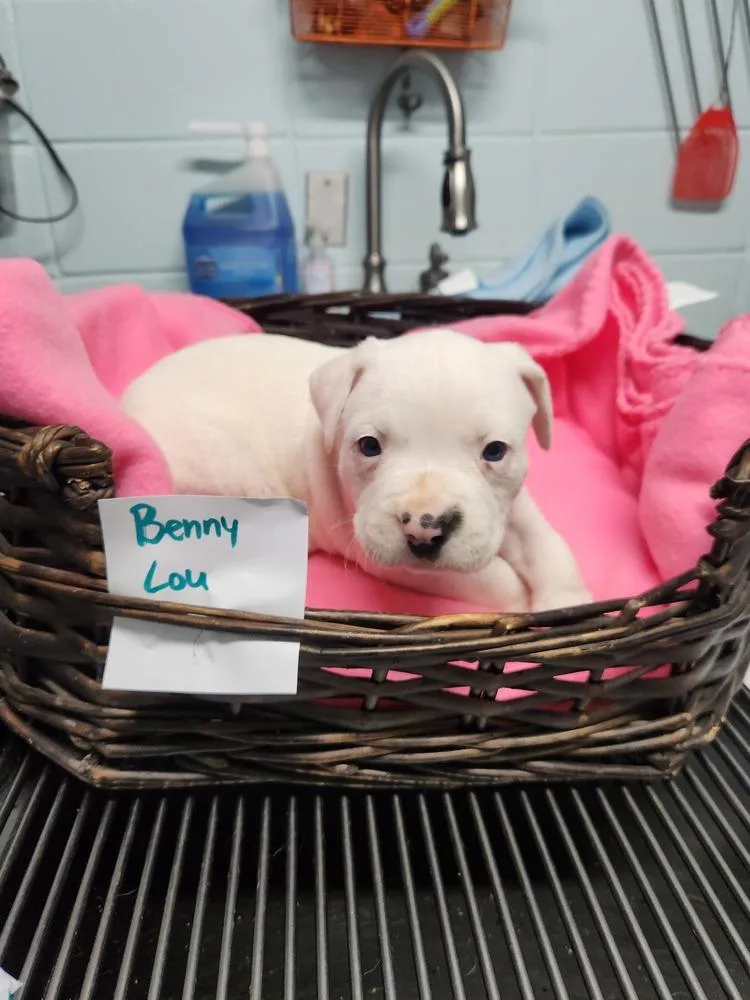 Benny Lou A thumbnail 6