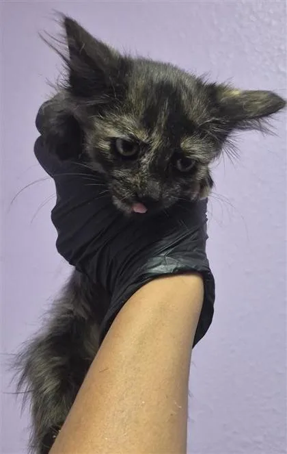 A baby small-sized female Black Domestic Short Hair cat named 61805571 for adoption in El Paso, TX