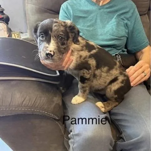 Pammy