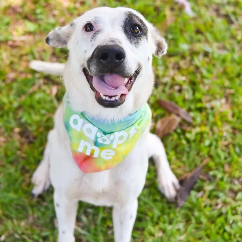 An adult medium-sized female White / Cream Mixed Breed dog named Puka for adoption in Kailua Kona, HI