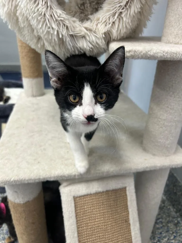 A baby small-sized female Domestic Short Hair cat named Skunk for adoption in Angola, IN