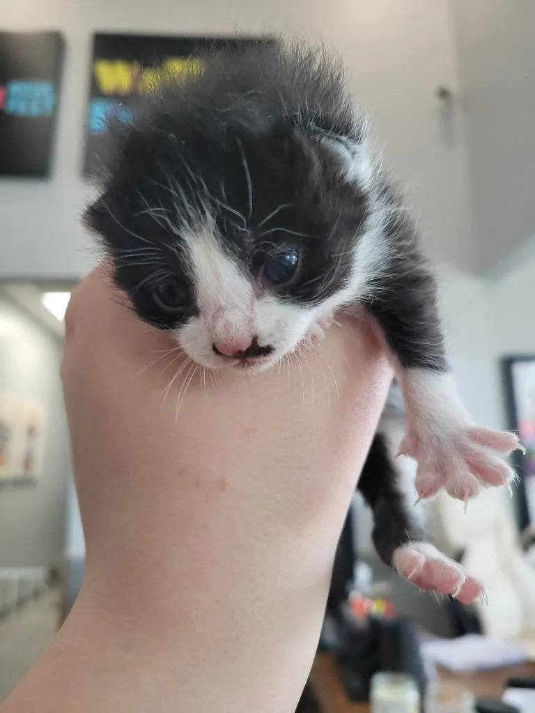 Skunk thumbnail 2