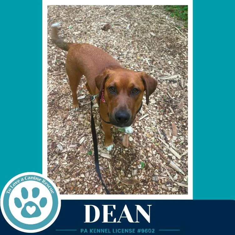 Dean
