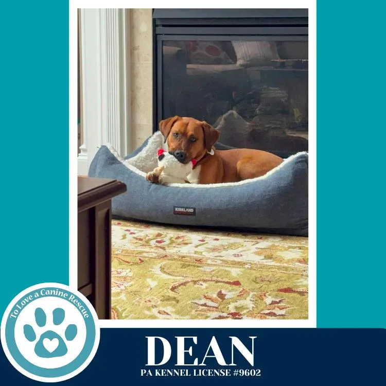 Dean thumbnail 4