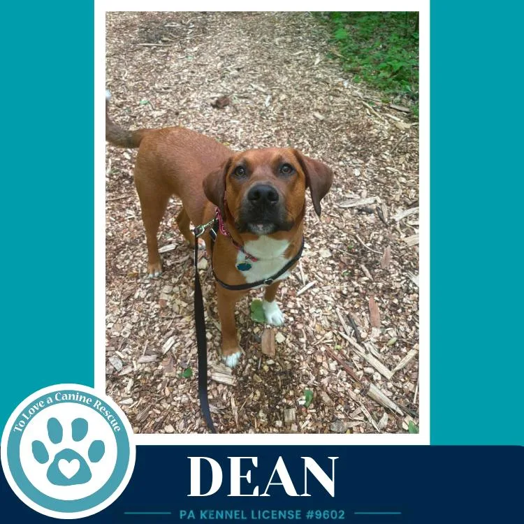 Dean thumbnail 5