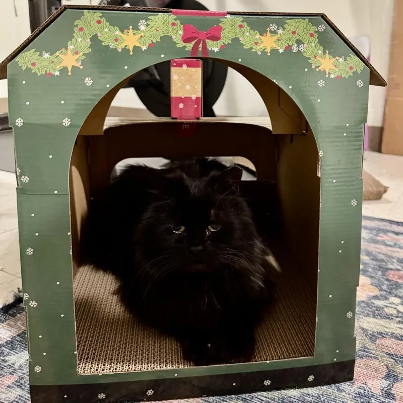 A senior medium-sized female Black Domestic Long Hair cat named Onyx for adoption in Oyster Bay, NY