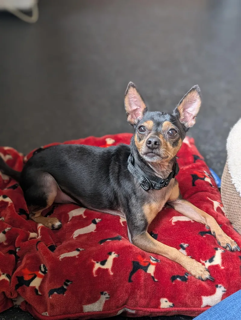 An adult small-sized female Chihuahua dog named Sierra and Reggie for adoption in Sudbury, MA