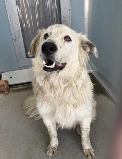 An adult large-sized male Australian Shepherd dog named Boofus for adoption in Fresno, CA