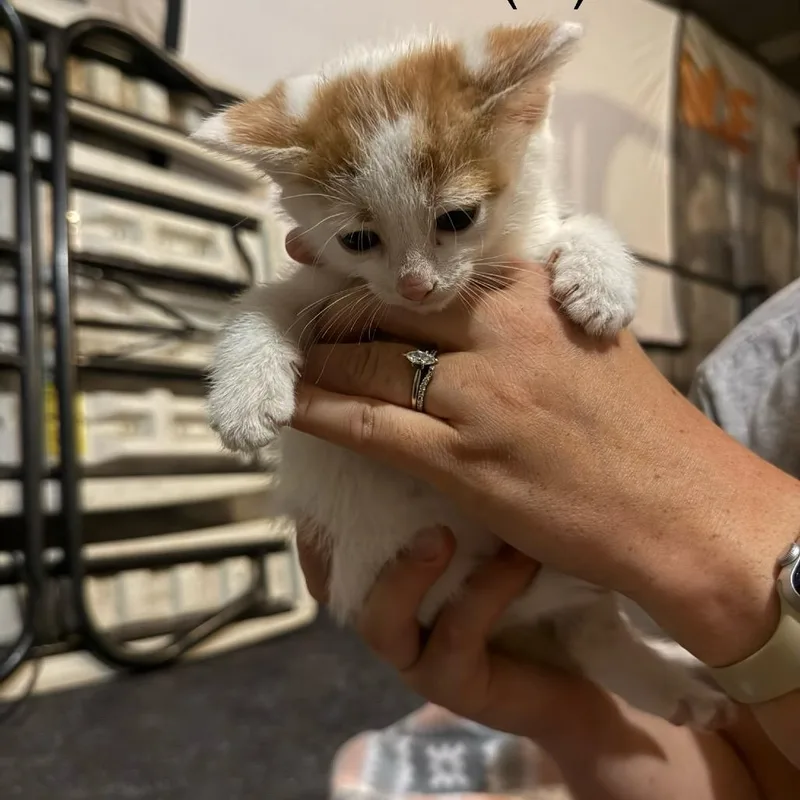 A baby small-sized male Orange / Red Domestic Short Hair cat named Cornbread Gleske for adoption in Woodstock, VA