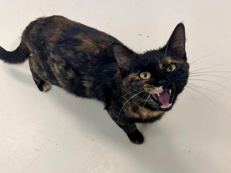 A young small-sized female Domestic Short Hair cat named Wendy for adoption in Webster, WI