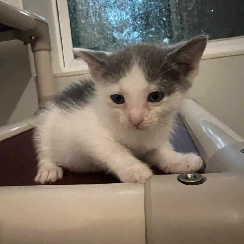 A baby small-sized female White Domestic Short Hair cat named Puma Furman for adoption in Brighton, MO