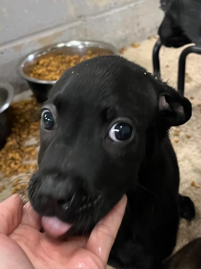A baby medium-sized male Pit Bull Terrier dog named Trek for adoption in Troy, OH