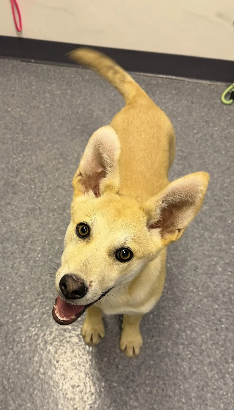 A young large-sized female Husky dog named Stormy for adoption in Steeleville, IL