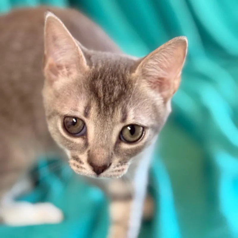 A baby small-sized female Domestic Short Hair cat named Hattie Jean for adoption in Cumming, GA