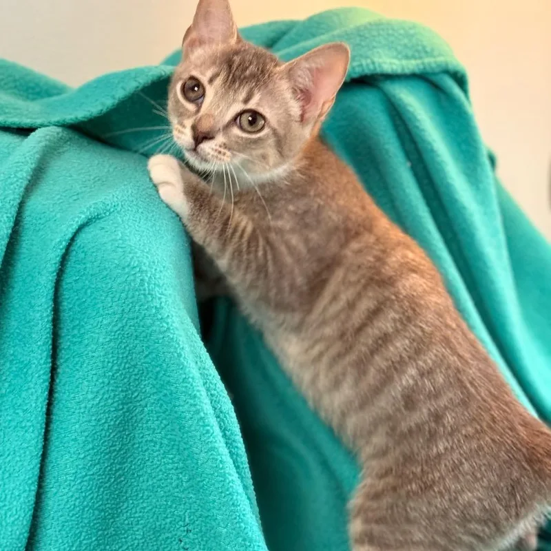 Hattie Jean thumbnail 4