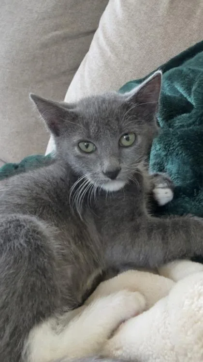 A baby small-sized female Domestic Short Hair cat named Charlene for adoption in Divide, CO