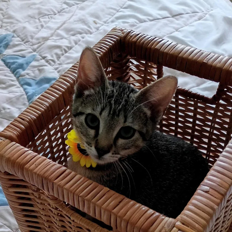 A baby medium-sized female Tabby cat named Bella tabbyIVpack for adoption in Houston, TX