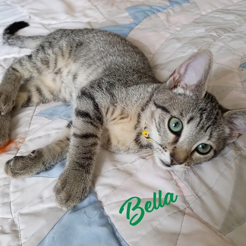 Bella tabbyIVpack thumbnail 2