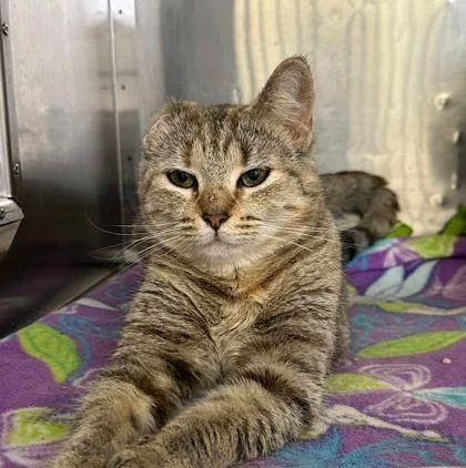An adult small-sized female Torbie Domestic Short Hair cat named Mazie for adoption in Williamsport, PA