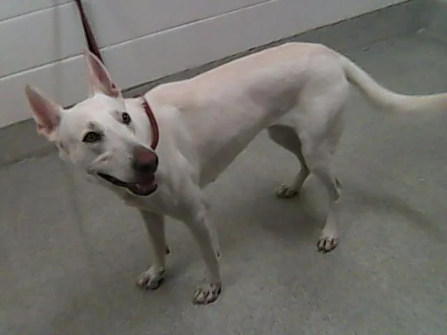 A young large-sized female German Shepherd Dog dog named Valkyrie for adoption in Loveland, CO