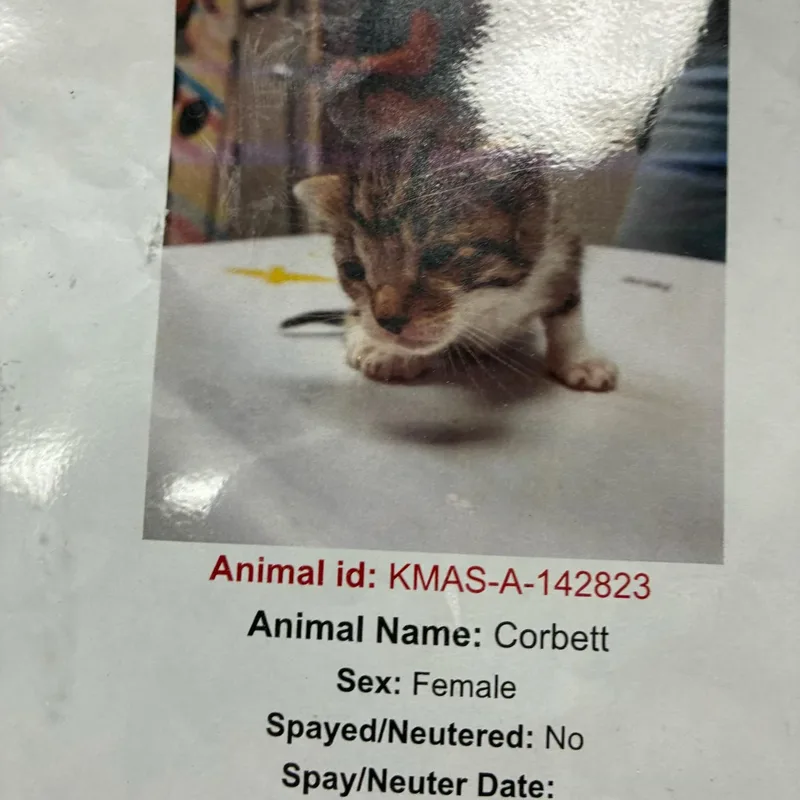 A baby medium-sized female Domestic Short Hair cat named Corbett for adoption in Gainesville, VA