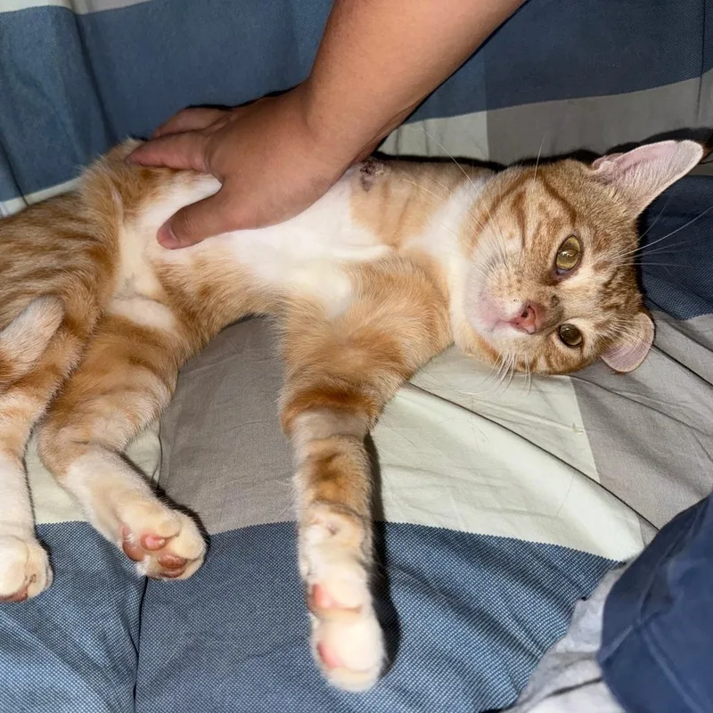 An adult medium-sized male Orange / Red Domestic Short Hair cat named Captain Hook for adoption in Evanston, IL
