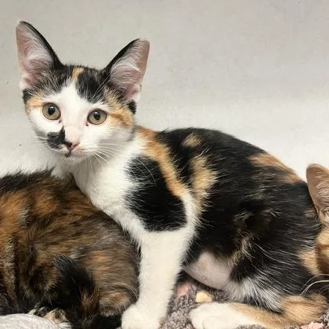 A baby small-sized female White Domestic Short Hair cat named Teresa for adoption in Dayton, OH