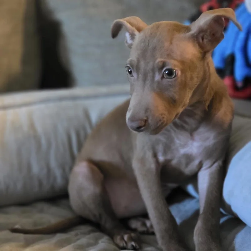 A young medium-sized female Mixed Breed dog named Aviva for adoption in Atoka, TN