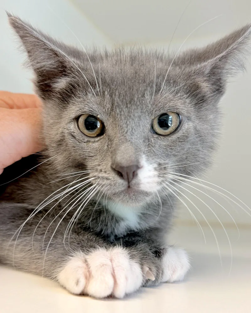 A baby small-sized male Extra-Toes Cat / Hemingway Polydactyl cat named Paws for adoption in Oakland, CA