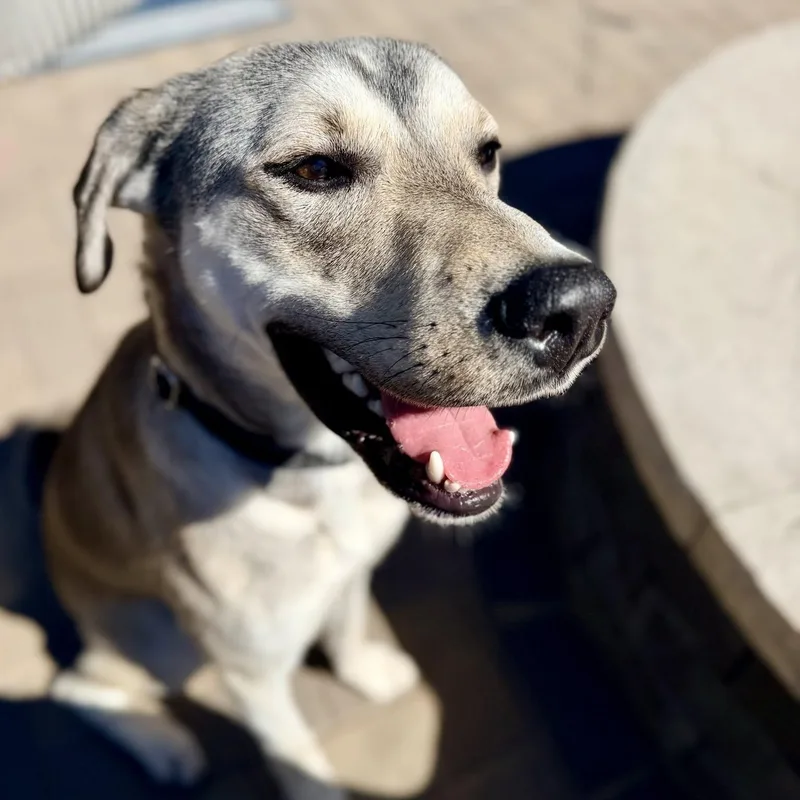 An adult medium-sized male Shepherd dog named Carlisle for adoption in Racine, WI