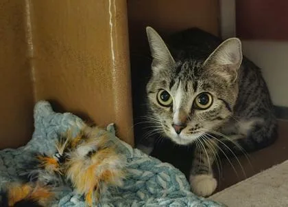 An adult small-sized female Domestic Short Hair cat named Jane for adoption in Phoenix, AZ