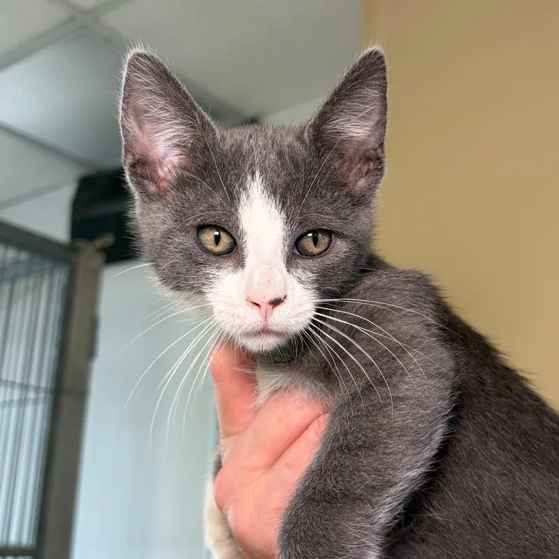 A baby small-sized female Gray / Blue / Silver Domestic Short Hair cat named Marie for adoption in Santa Barbara, CA