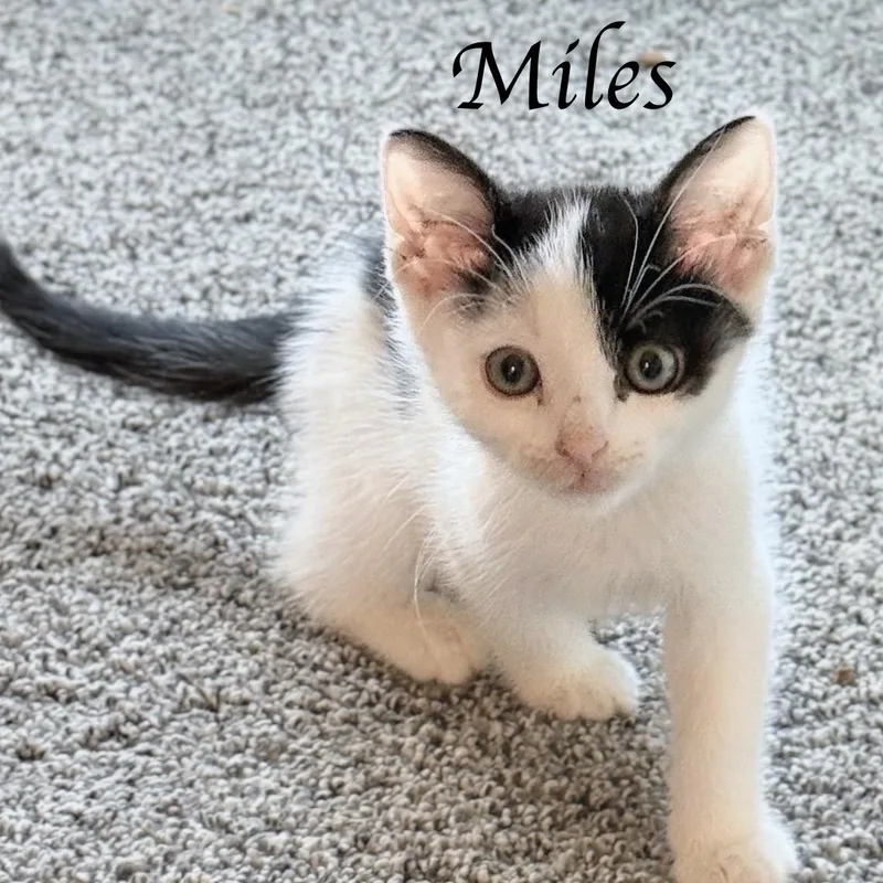 A baby medium-sized male White Domestic Short Hair cat named Miles...I think I am for adoption in Murfreesboro, TN