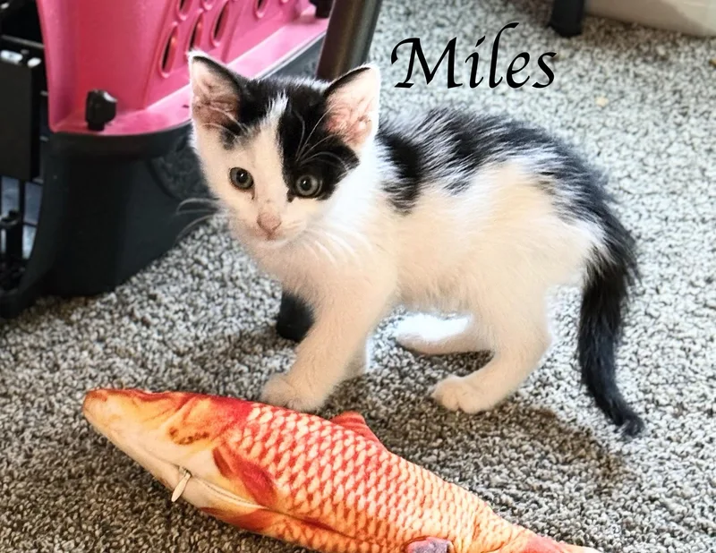 Miles...I think I am thumbnail 2