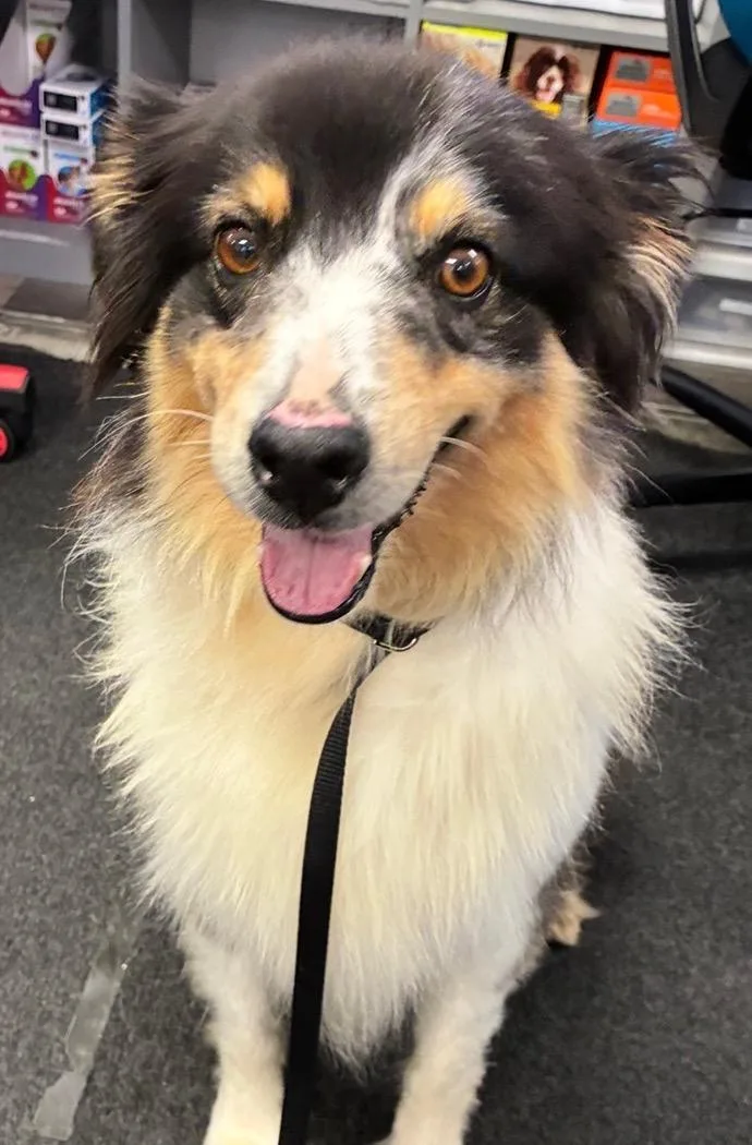 Heidi
