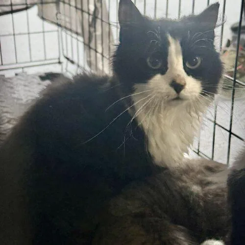 A young medium-sized male Domestic Medium Hair cat named Guy for adoption in Seven Valleys, PA