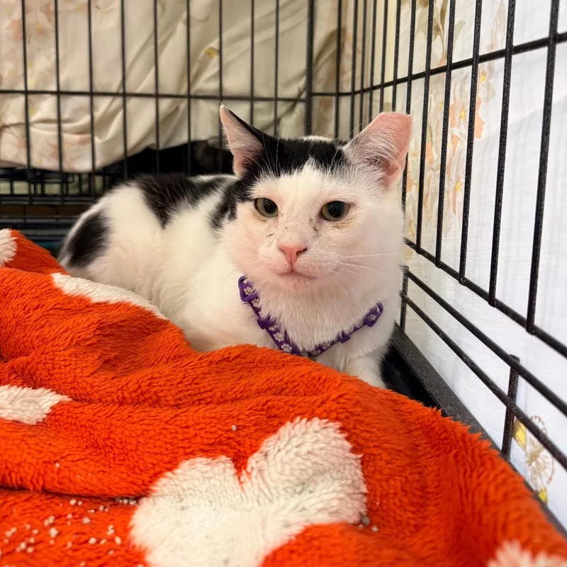 A young medium-sized male White Domestic Short Hair cat named Saf Newton for adoption in Abingdon, MD