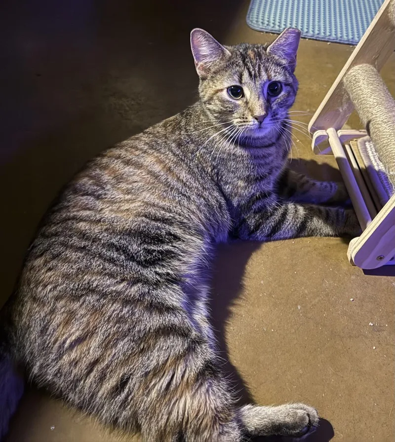A young medium-sized female Brown / Chocolate Domestic Short Hair cat named Jill Monroe for adoption in Chandler, AZ