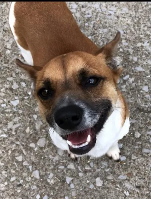 Broncobuddy~ thumbnail 2