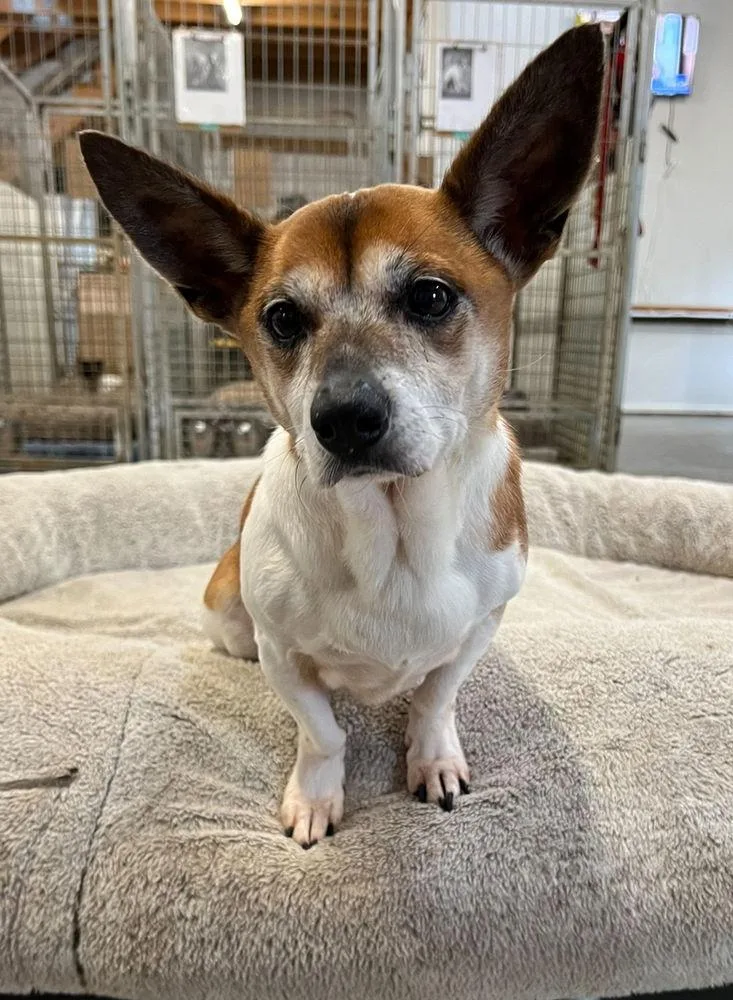 Broncobuddy~ thumbnail 3