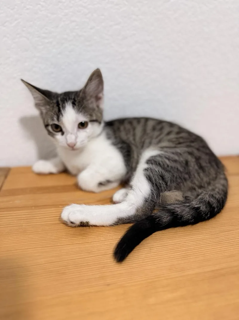 A baby medium-sized female Gray & White Domestic Short Hair cat named Roxanne for adoption in Las Vegas, NV
